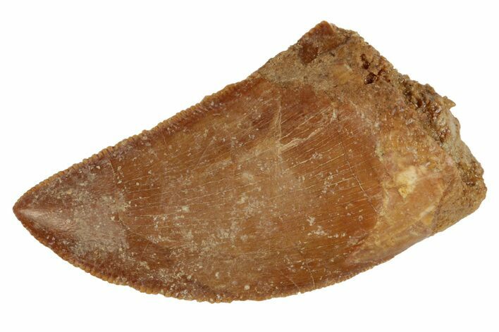 Serrated, 1.39" Juvenile Carcharodontosaurus Tooth 